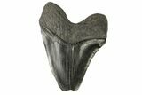 Giant, Fossil Megalodon Tooth - Feeding Damaged Tip #168034-2